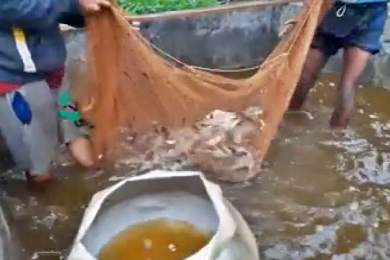 fish cultivators   heavy money lost by lockdown