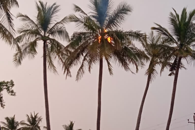 Thunderbolt palm trees and coconut trees in ananthapuram district