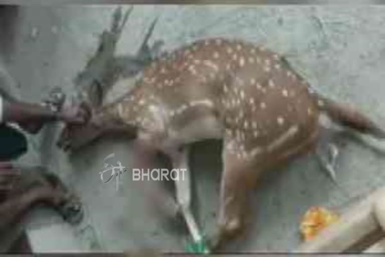 Dog attack on Deer in Tamilnadu