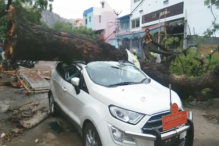 பழமையான மரம் விழுந்து கார் நசுங்கியது