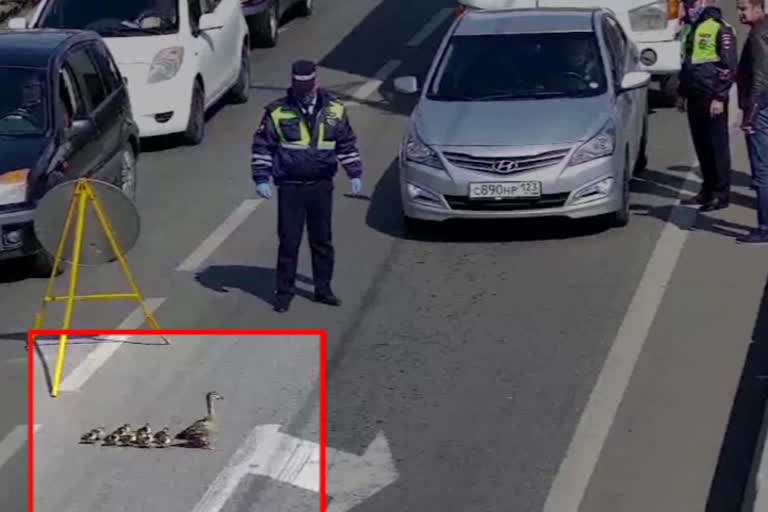 Police in Russia's southern city of Krasnodar stopped a busy road to allow a family of ducks to cross safely.