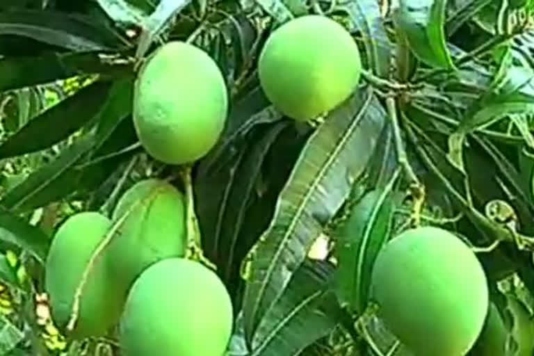 Mango