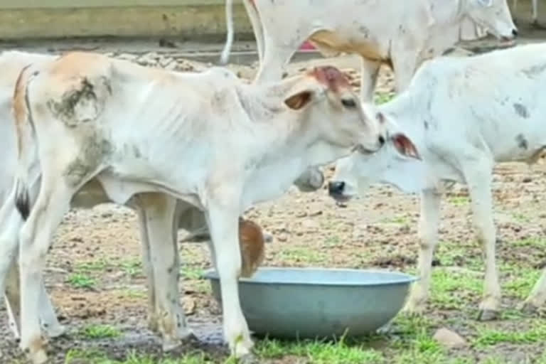 cow Sanctuary, Susner