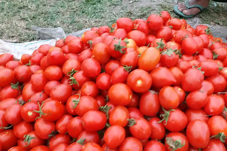 Tomato