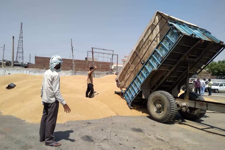 Purchase of mustard and wheat in Jhajjar district