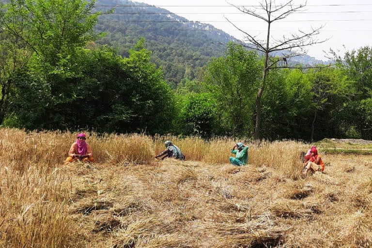 crop harvesting during lockdown in himachal