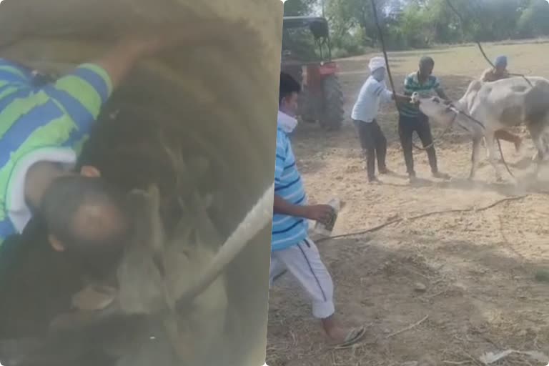 gau rakshak seva dal rescue  cow that falls in borewell in jhajjar