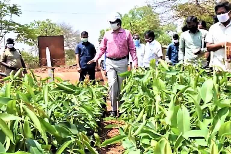 sangareddy-collector-serious-on-nursery