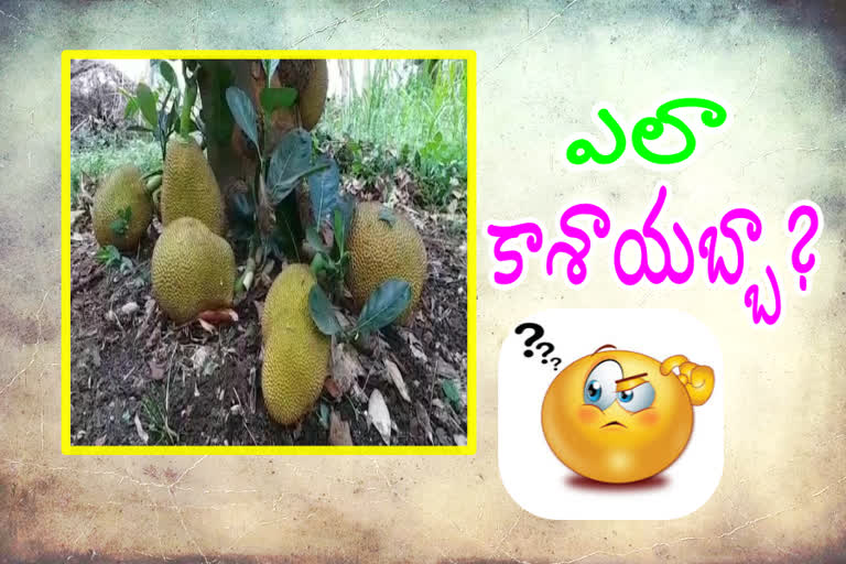 jack fruit tree attracts