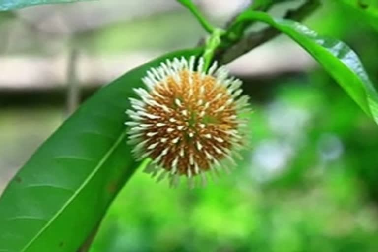 Covid  corona  kasaracode  kadabin poove  kadabin flower  കാസർകോട്  കടമ്പിൻ പൂവ്  കാഴ്‌ചക്കാരില്‍ കൗതുകമുണര്‍ത്തി