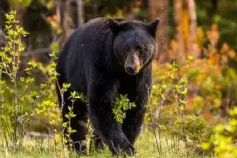 5 people injured in bear attack at kathgohra