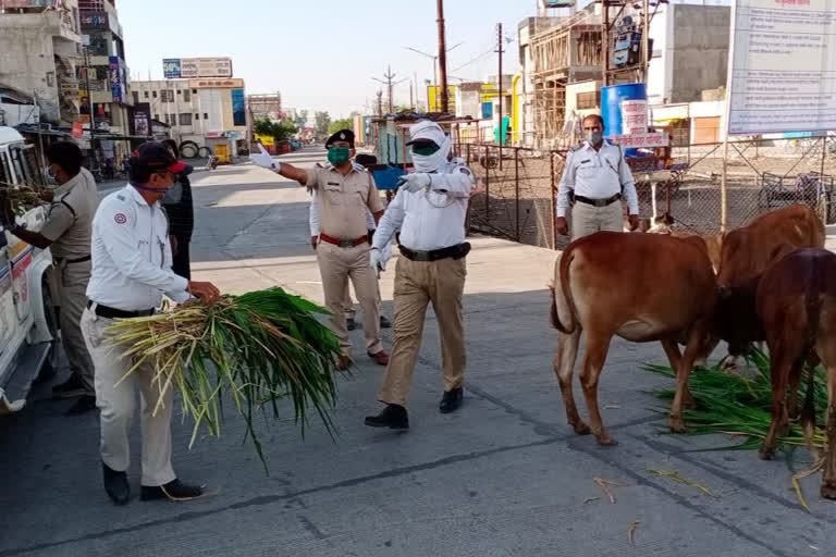 Hingoli traffic police provided fodder for the animals