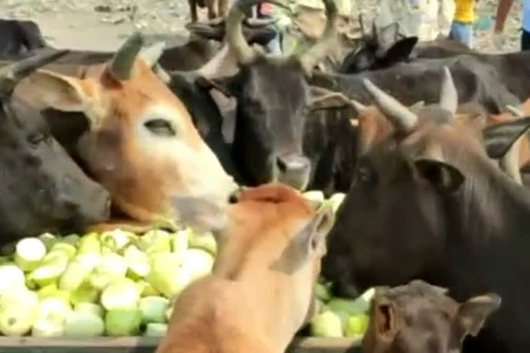 गाय को चारा