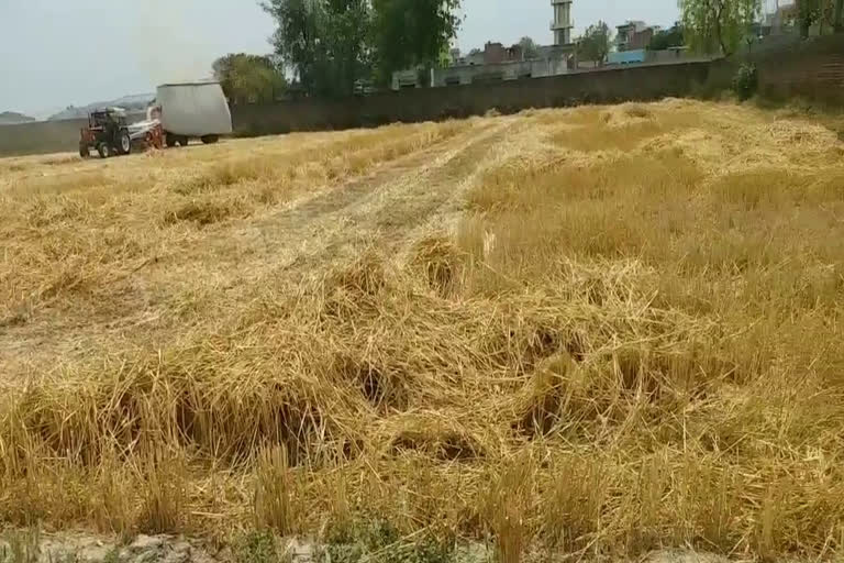 Sonipat Farmers making cattle feed by crop residues