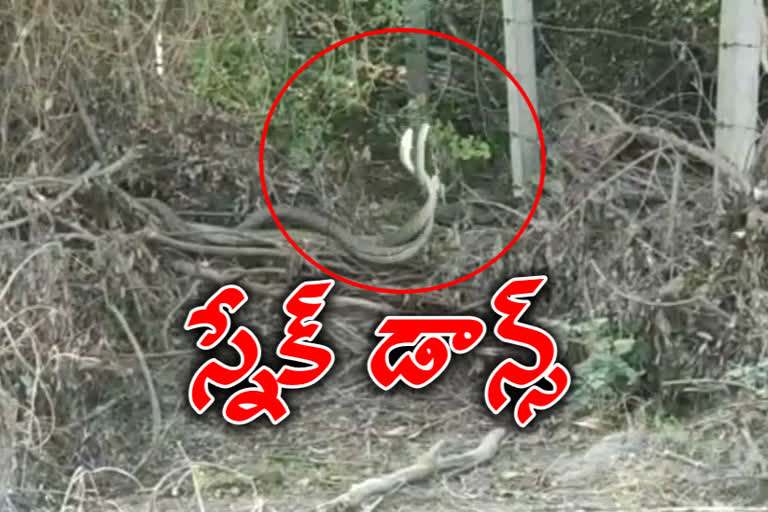 a-young-man-snaps-a-video-of-a-snake-dancing-in-manchiryala