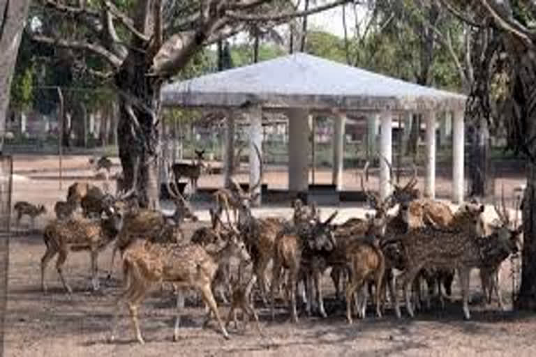 180-deer-in-unsafe-condition-in-cuttack-deer-park