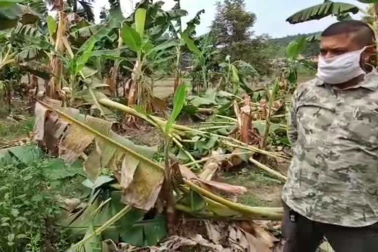 elephant-destroyed-banana-crop-in-virajapete