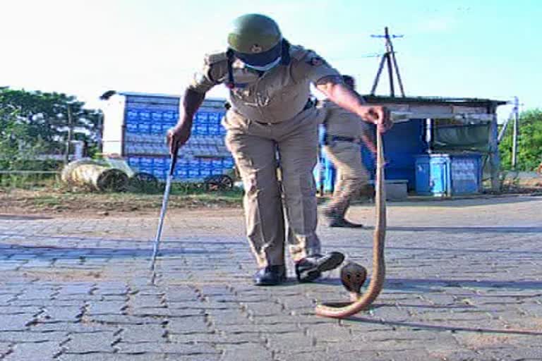 Haveri Police constable protect the snakes