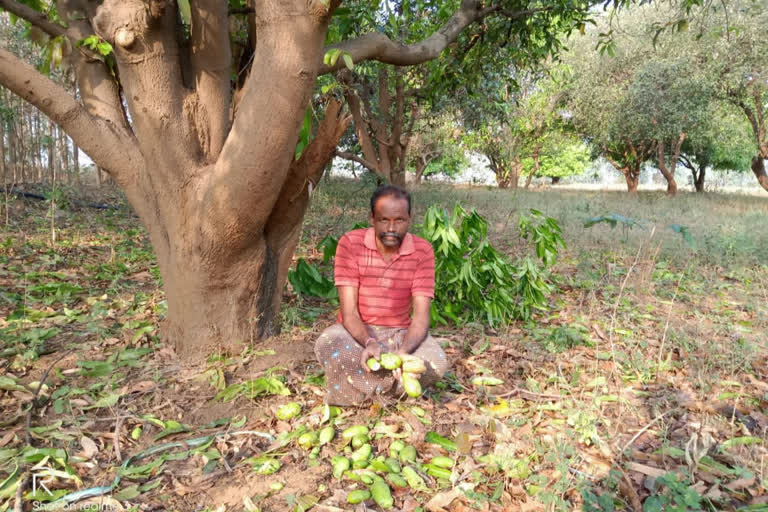 Soil mango crop for hail rain