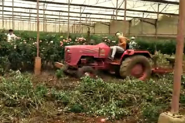 गुलाबाच्या शेतीवर फिरवावा लागला नागंर