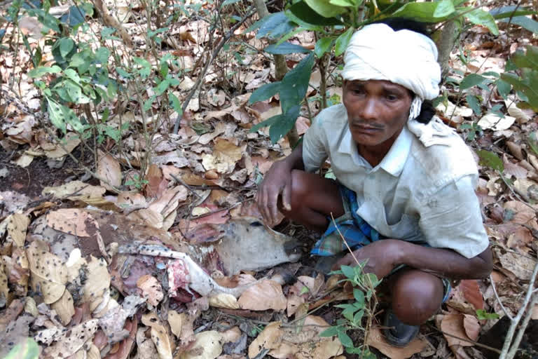 Leopard hunts 3 cattle