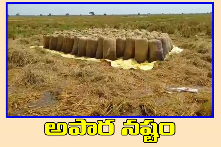 paddy-crop-damage-with-heay-rain-at-kovvali-village-in-west-godavari-district