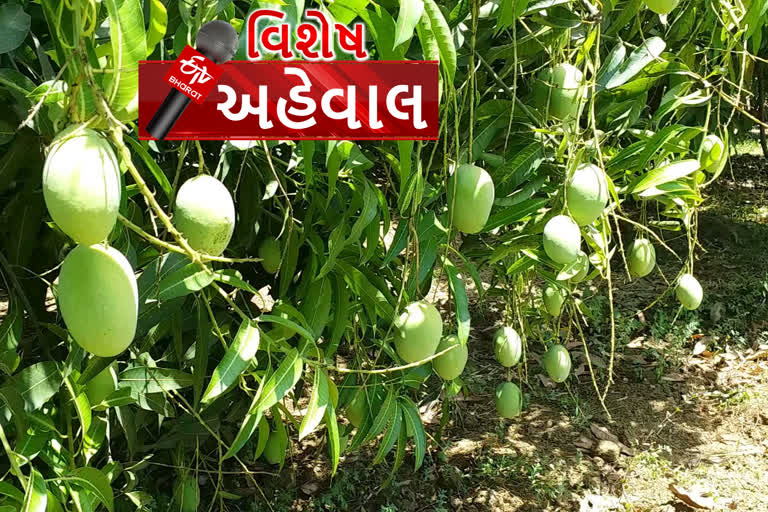 વલસાડમાં આંબાવાડી ધરાવતા ખેડૂતો મુકાયા ચિંતામાં