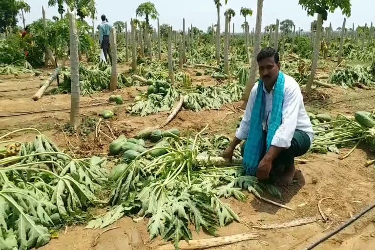 నేల రాలిన బొప్పాయి పంట