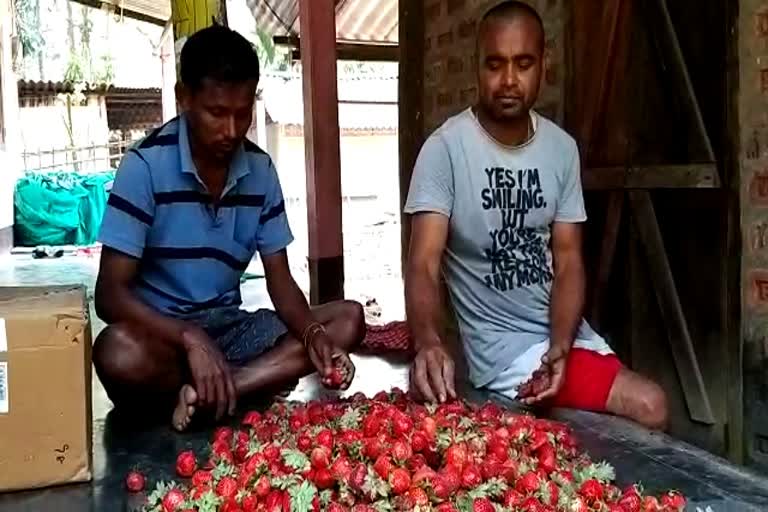 Nalbari Strawberry farmer loss