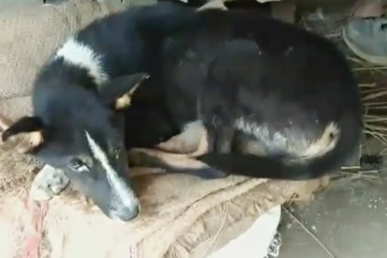 Dogs suffering in unknown disease at Sivsagar