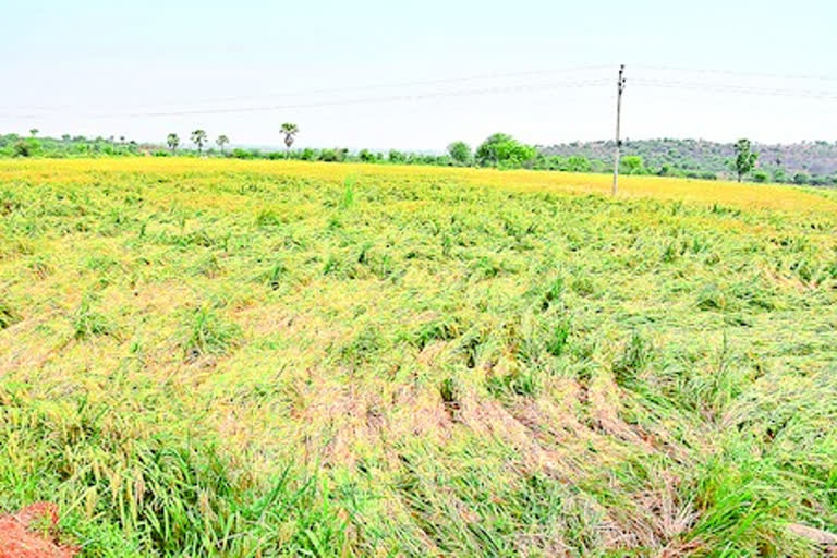 hail rains effect in telangana latest news