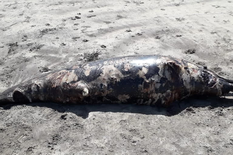 Giant dead dolphin fish