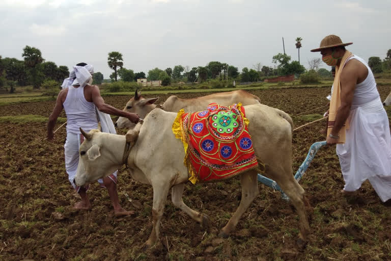 Talcher mla has boosting farmers' moral