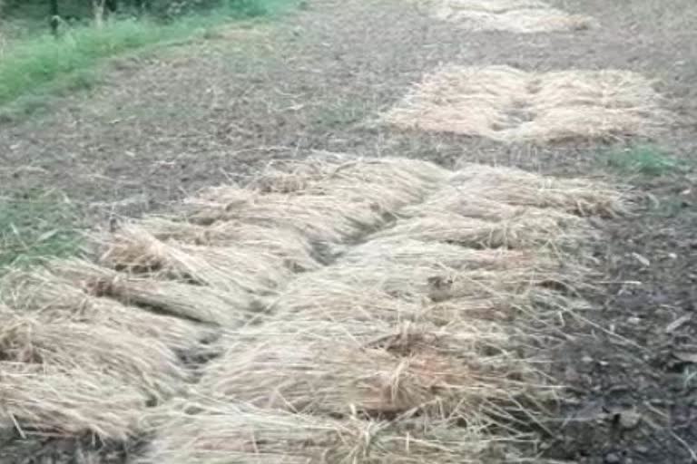 Wheat on the verge of spoilage due to rain in Hamirpur