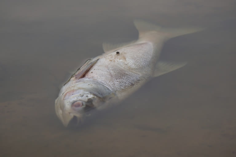 The death of fish in Nagarakere is a mystery.