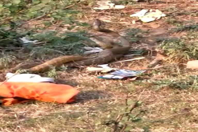 Crowds of people gathered to see a pair of snakes in Barkagaon block in hazaribag