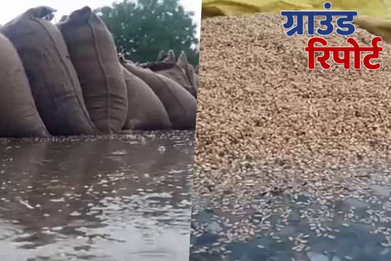 Farmer's wheat soaked in mandis in rain