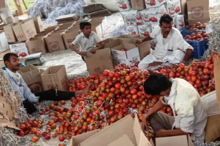 pomegranate farming in Jalore, pomegranate crop buyers, जालोर में अनार की खेती, जालोर में अनार की फसल