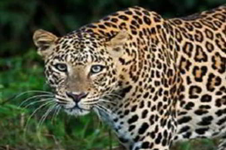 leopard entered  house for hunted-calf-in-gariaband