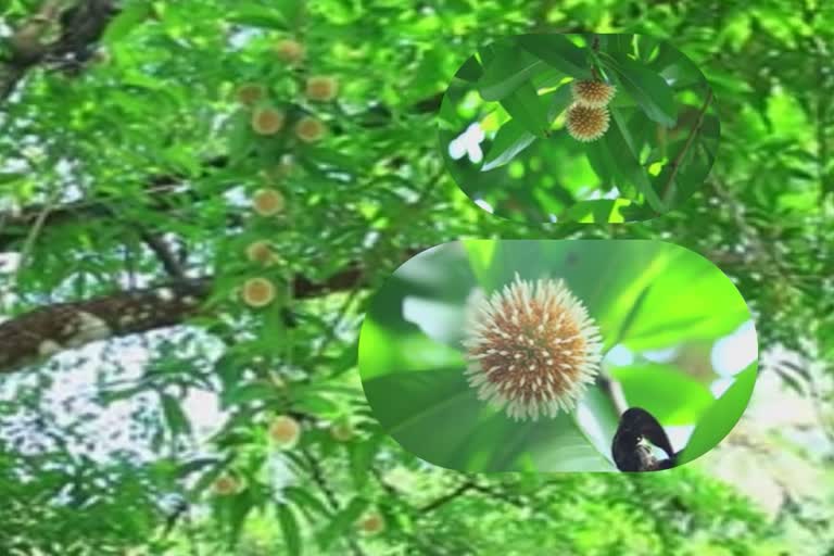 Burflower tree in full bloom make heads turn with its coronavirus-like flowers