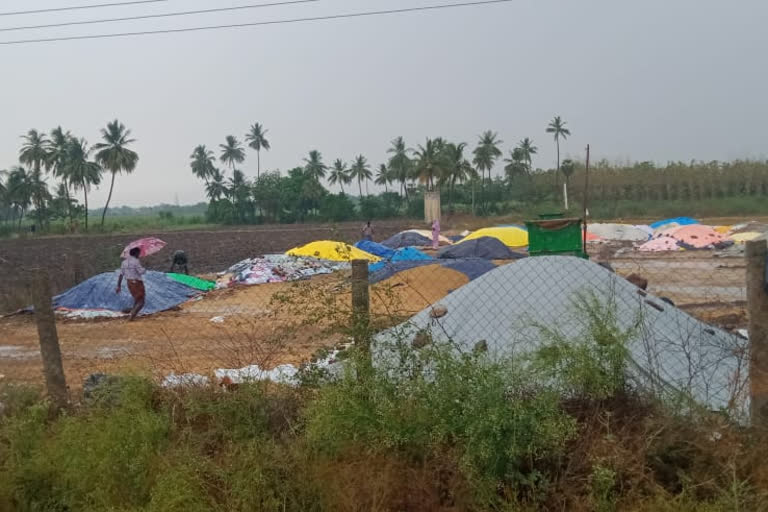 ஊரடங்கு, மழையால் வீணாகும் நெல் மூட்டைகள்