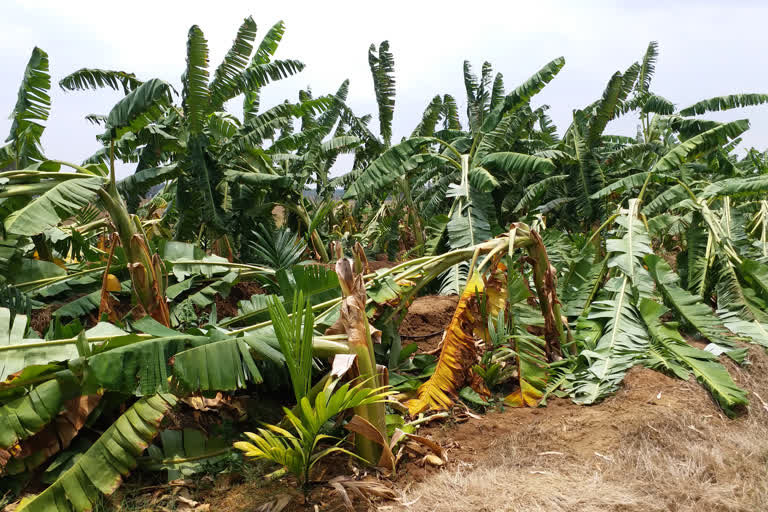 banana crop