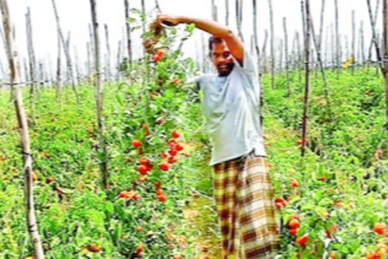 tomoto farmers difficulties at kadapa