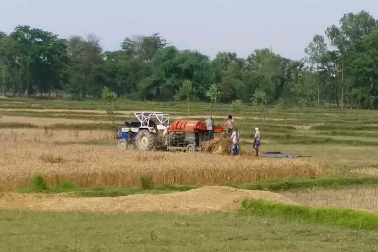 बारिश के कारण फसल बर्बाद