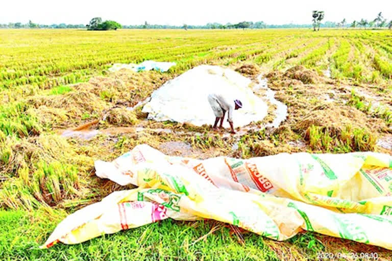 Premature rain at west godavari