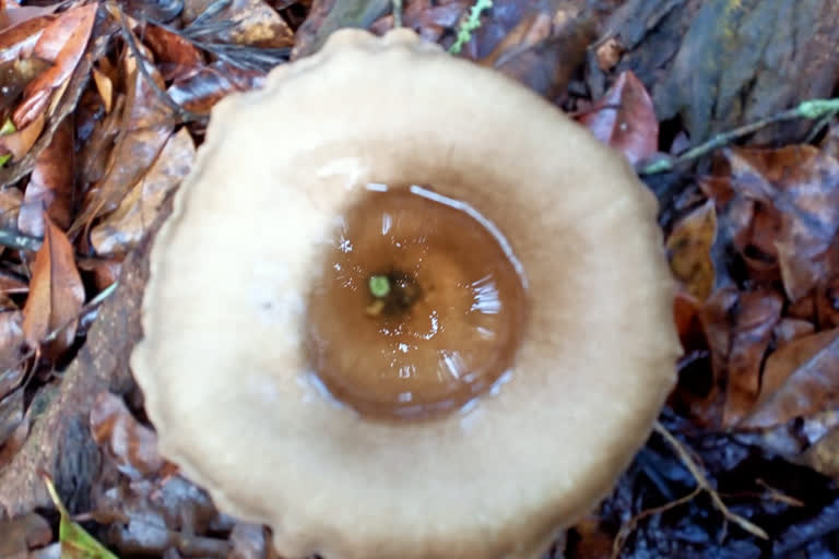 Portrait of tree mushrooms in Kodagu