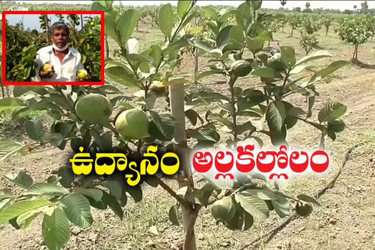 Tons of fruits are left on the farm due to lockdown in chittor district