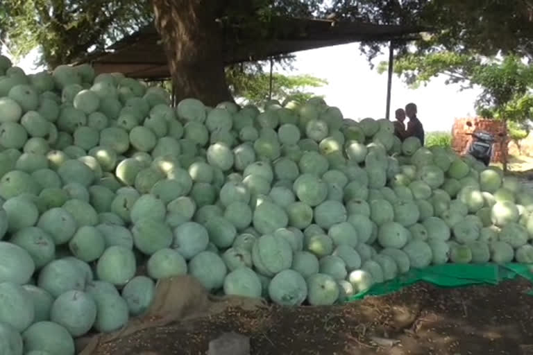 pumkin agriculture in osmanabad