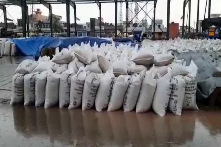 Wheat gets wet due to rain in ambala