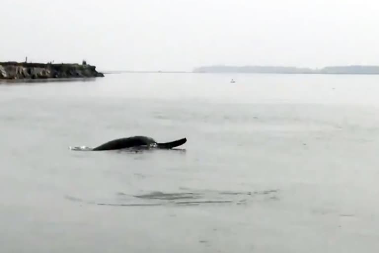 dolphins-circling-the-ganges-viral-video